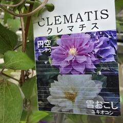クレマチスの画像