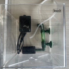 tetra社水槽付き！国産グッピー5ペア（10匹（希少ブルー1匹...