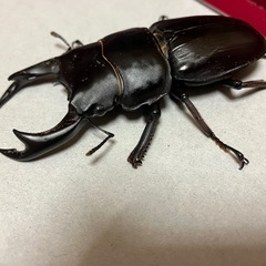 🉐オオクワガタ ペア川西産（元木SP）♂B77.5 ♀50の画像