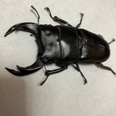 🉐オオクワガタ ペア川西産（元木SP）♂B77.5 ♀50の画像