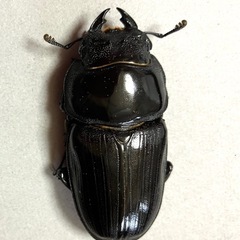 🉐オオクワガタ ペア川西産（元木SP）♂B77.5 ♀50の画像