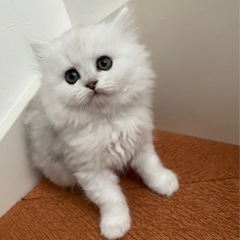 💕チンチラ　シルバー💕生後50日💘