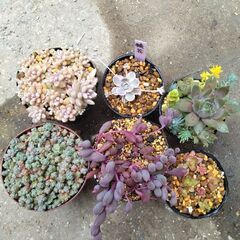 お話中　多肉植物セット　パープル＆ピンク系