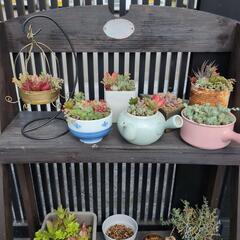 多肉寄せ植え　色々