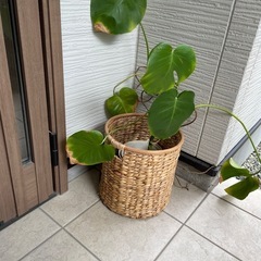 鉢カバーとモンステラ　セット