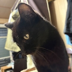 黒猫　オス　去勢済み　5月4日まで！