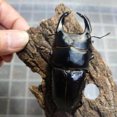 オオクワガタ　能勢YG　その9
