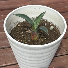 《値下げ》アガベアオノリュウゼツラン①の画像