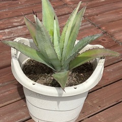 《値下げ》アガベアオノリュウゼツラン①の画像