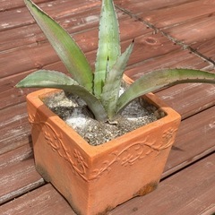 《値下げ》アガベアオノリュウゼツラン①の画像