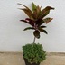 ランキングキーワードに紐づく投稿画像-多肉植物