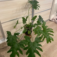 スーツケース　加湿器2台　観葉植物の画像