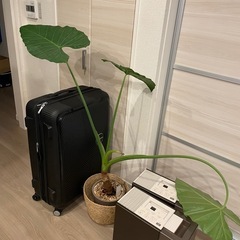 スーツケース　加湿器2台　観葉植物の画像