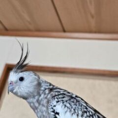 オカメインコ探しています。