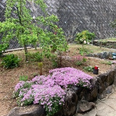 芝桜