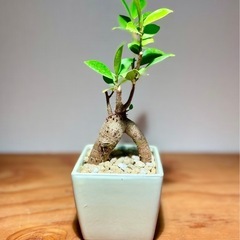 1歩踏み出そうとするガジュマル　縁起物！幸せの樹！人気の観葉植物...