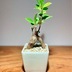 ランキングキーワードに紐づく投稿画像-多肉植物