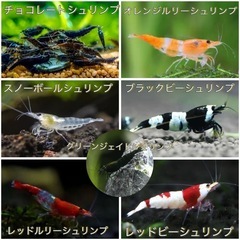ビーシュリンプなど珍レアシュリンプたち✨‼️