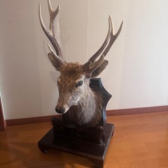 鹿の剥製