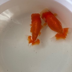 らんちゅう12センチ　11センチ　④ 
2セット