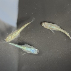 【決定】ネプチューン 極上 若魚 トリオ　めだか