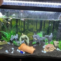 アクアリウム 水槽