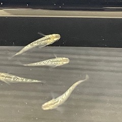 グリーンティアラめだか⭐︎メダカ