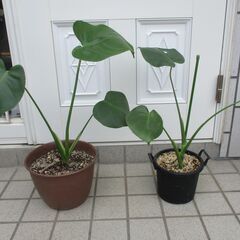 ●　モンステラ　２点セット　観葉植物　