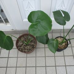 ●　モンステラ　２点セット　観葉植物　の画像