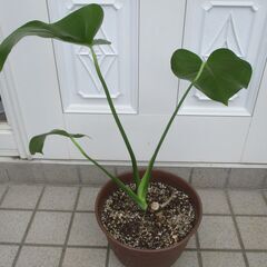 ●　モンステラ　２点セット　観葉植物　の画像