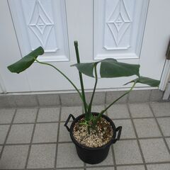 ●　モンステラ　２点セット　観葉植物　の画像