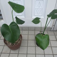 ●　モンステラ　２点セット　観葉植物　の画像