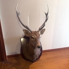 鹿の剥製
