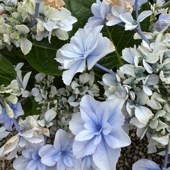 ②紫陽花 アジサイ 花園芸植物ガーデニング
