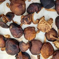 干ししいたけ🍄椎茸🍄シイタケ