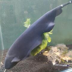 ブラックゴースト　熱帯魚　魚　の画像
