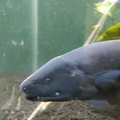 ブラックゴースト　熱帯魚　魚　の画像