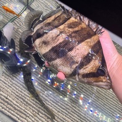 ダトニオ　プラスワン　リアルバンド　ショートボディ　アクリル水槽...
