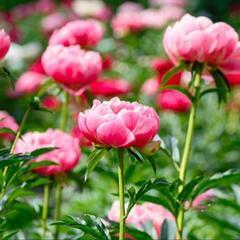 芍薬（シャクヤク）