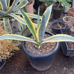 植木　アオノリュウゼツラン