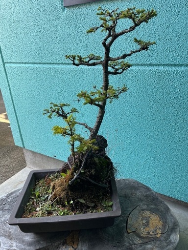 盆栽、アカエゾマツ、真柏、大雪真柏、赤松、谷地松