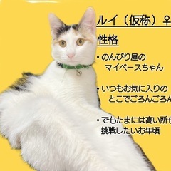 三毛猫〈黒 白 茶〉 の女の子♪