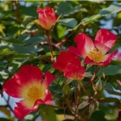 大株 花芽付き バラ カクテル コクテール 植木 庭木 植物