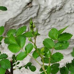 大株 花芽付き バラ カクテル コクテール 植木 庭木 植物の画像