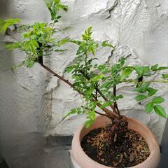 大株 花芽付き バラ カクテル コクテール 植木 庭木 植物の画像