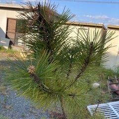 　終わりました　引取限定無料　松の鉢植えの画像