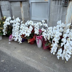 胡蝶蘭 お花
