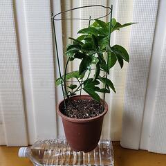 パッションフルーツゴールデンアンドン仕立て