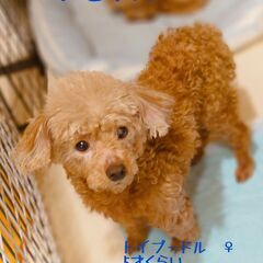 ちょこちょこ元気なミキちゃんの家族募集