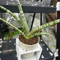 ボンセレンシス　鉢付き